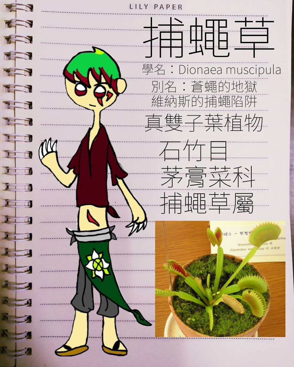 植物擬人化 捕蠅草 Modernchou的創作 巴哈姆特