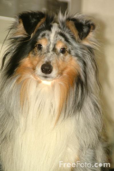 第三話 中班犬 喜樂蒂牧羊犬 Sheltie Mandyman的創作 巴哈姆特