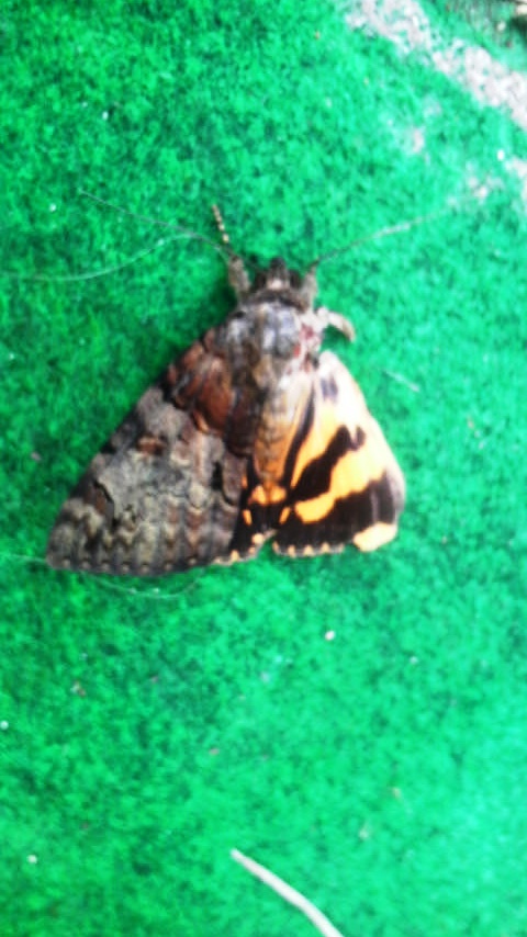 福島核災之後疑似變異產生的物種 你希望你身邊都是這些東西嗎 Jcange的創作 巴哈姆特