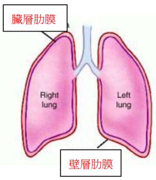 院前創傷生命救援術 Prehospital Trauma Life Support Phtls 讀後摘錄三 軀幹 傷害 處理 Gn的創作 巴哈姆特