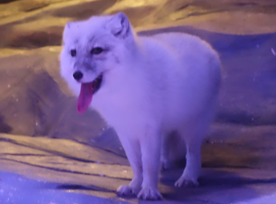 香港自由行海洋公園篇 Ch的創作 巴哈姆特