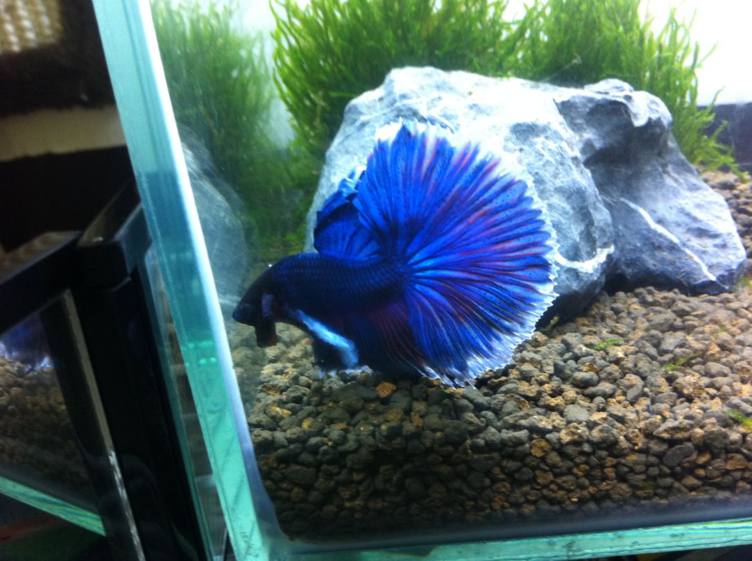 搞得像魚室 Goodsmile的創作 巴哈姆特