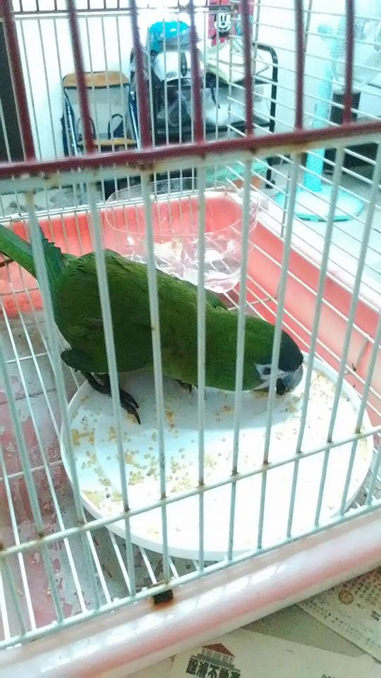 問題 撿到一隻鸚鵡 有腳環 怎麼還給飼主 幸福寵物交流區哈啦板 巴哈姆特