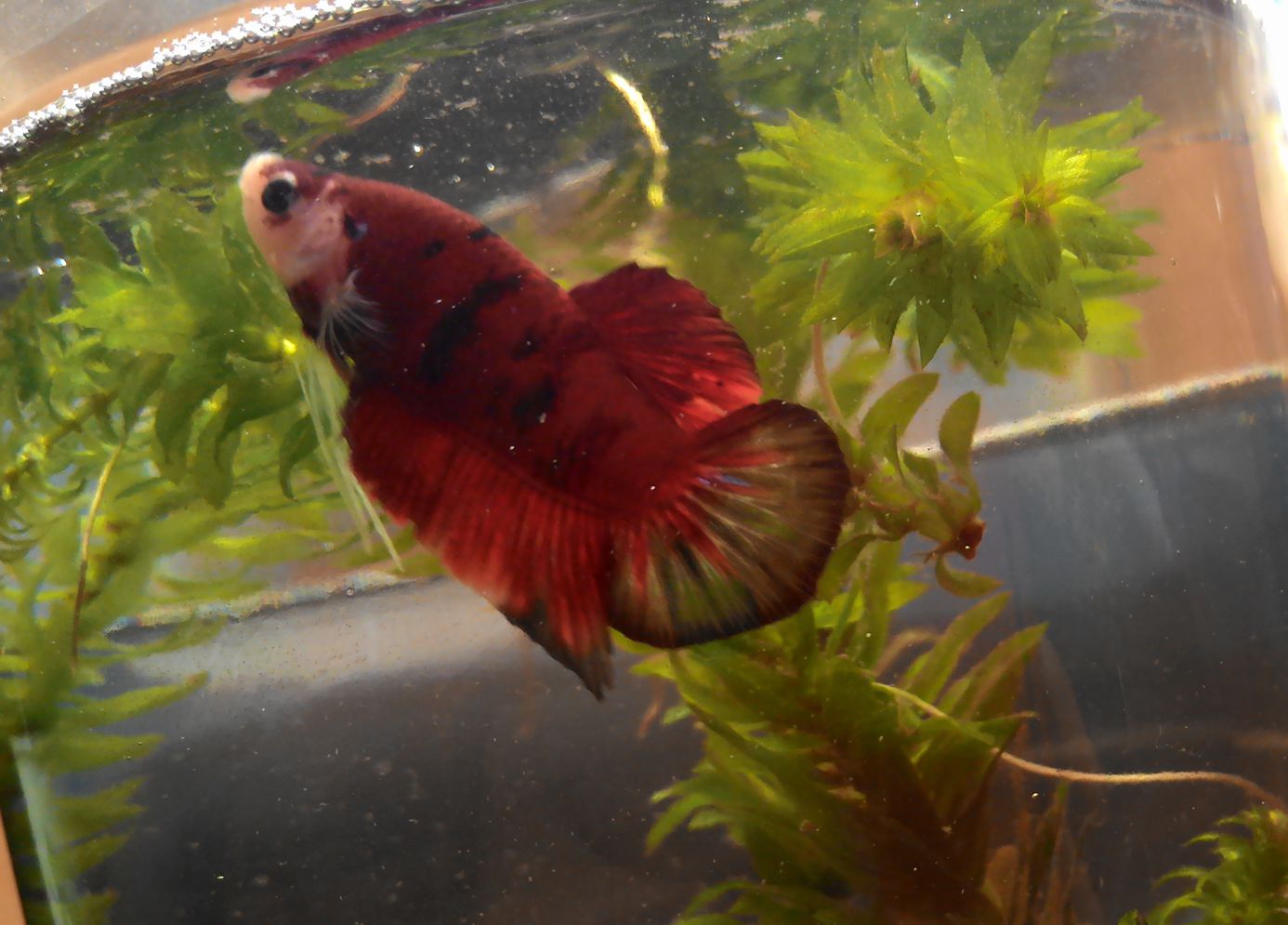 情報 泰國鬥魚介紹 幸福寵物交流區哈啦板 巴哈姆特