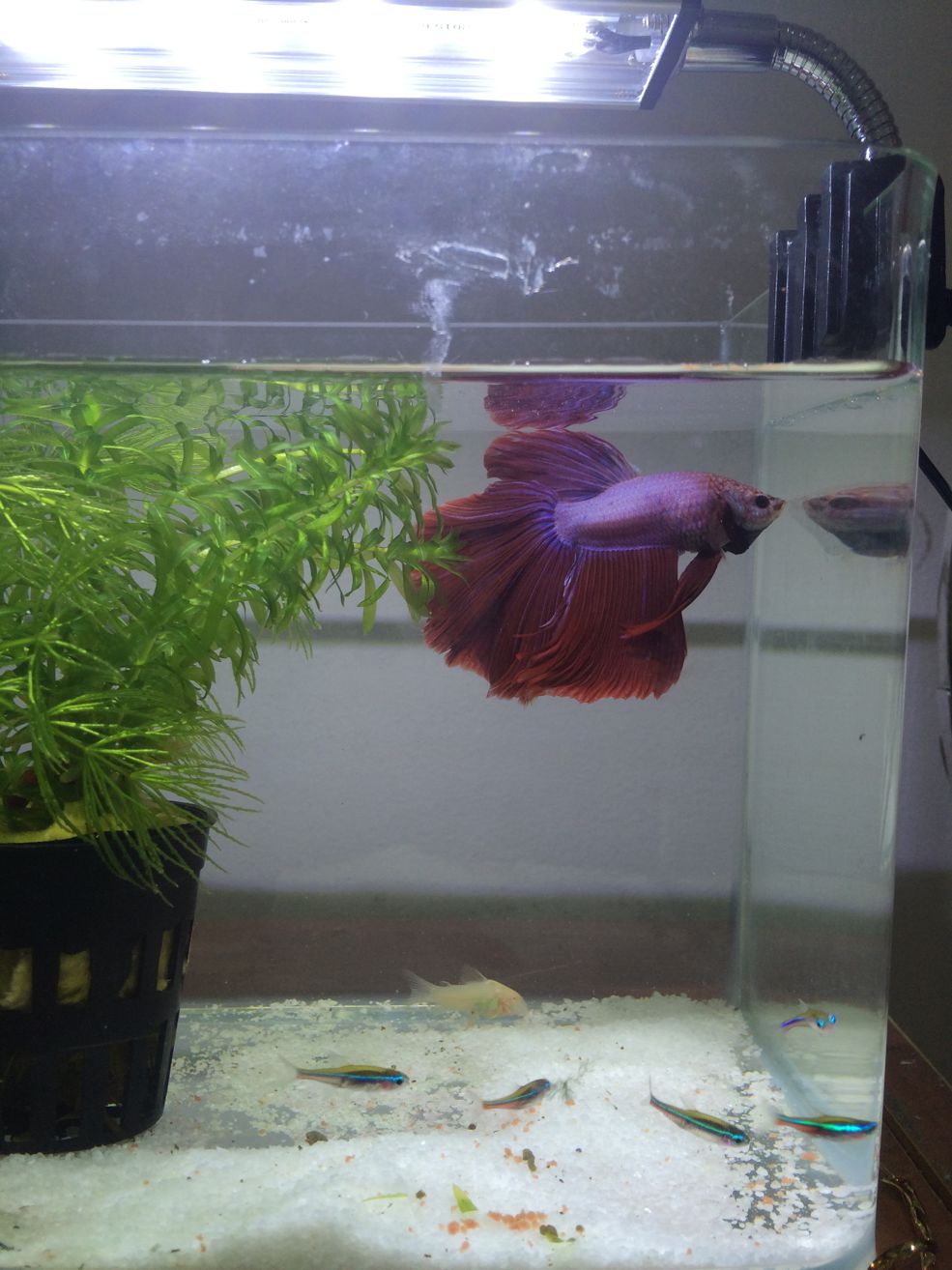 情報 泰國鬥魚介紹 幸福寵物交流區哈啦板 巴哈姆特