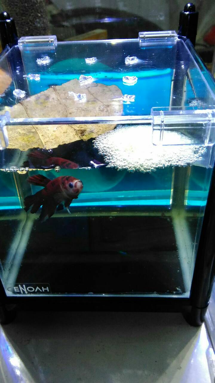 情報 泰國鬥魚介紹 幸福寵物交流區哈啦板 巴哈姆特