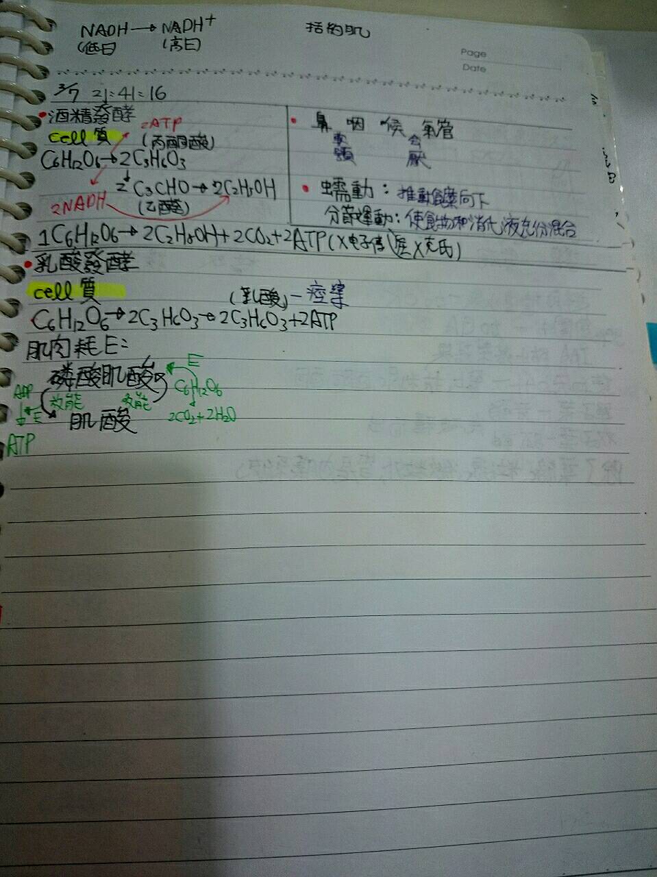 我把生物放在這裡 不要欺負他喔 S的創作 巴哈姆特
