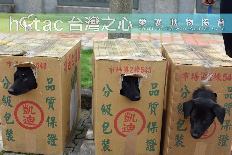 台灣之心愛護動物協會 HOTAC - dogs922的創作 - 巴哈姆特