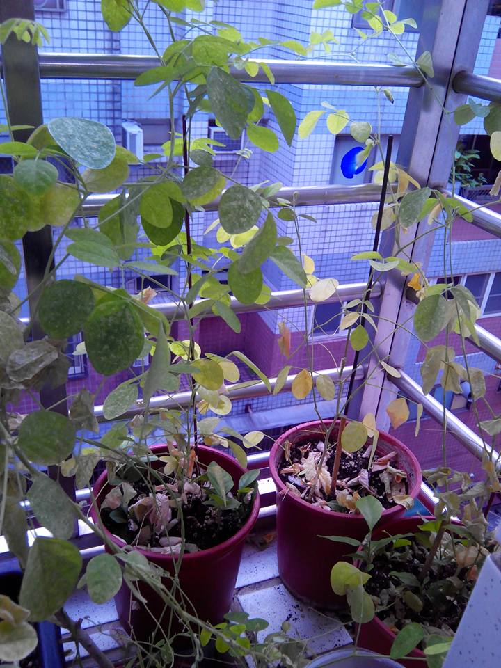 蝶豆花種植心得 的創作 巴哈姆特