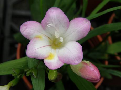 攻略 花娘點名 魔篇 濱海葉苞菊 アステリカリス 2 17 美少女花騎士哈啦板 巴哈姆特