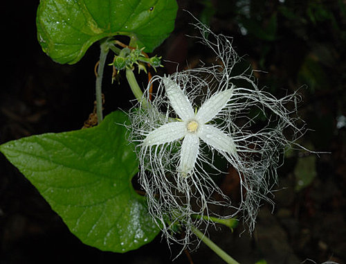 翻譯 美少女花騎士 Flower Knight Girl 花娘介紹 王瓜 玉章 カラスウリ Pig06的創作 巴哈姆特