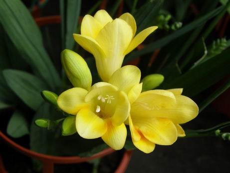 攻略 花娘點名 魔篇 濱海葉苞菊 アステリカリス 2 17 美少女花騎士哈啦板 巴哈姆特