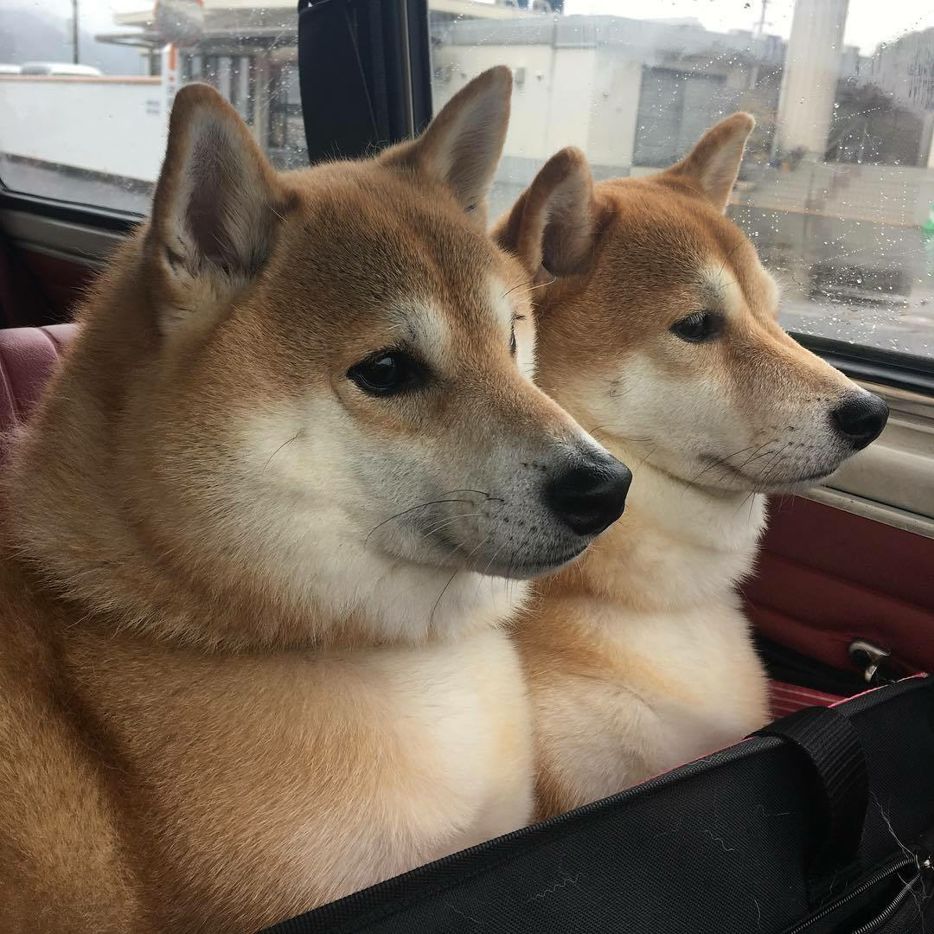 密技 珍藏的柴犬圖 場外休憩區哈啦板 巴哈姆特