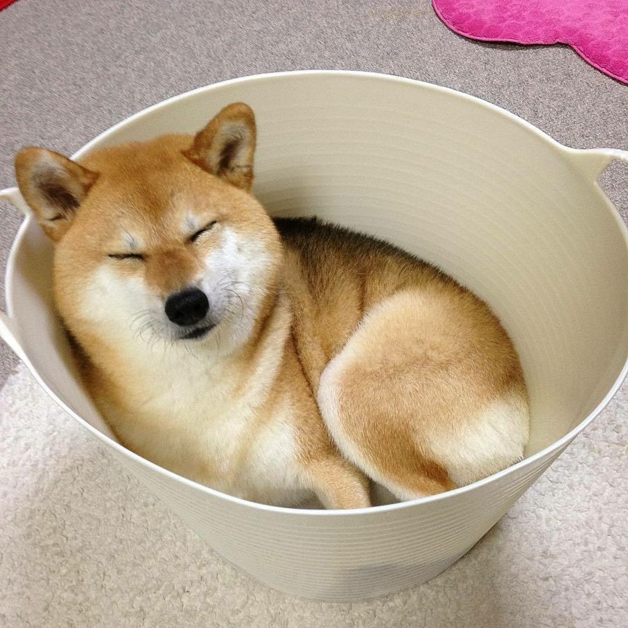 密技 珍藏的柴犬圖 場外休憩區哈啦板 巴哈姆特
