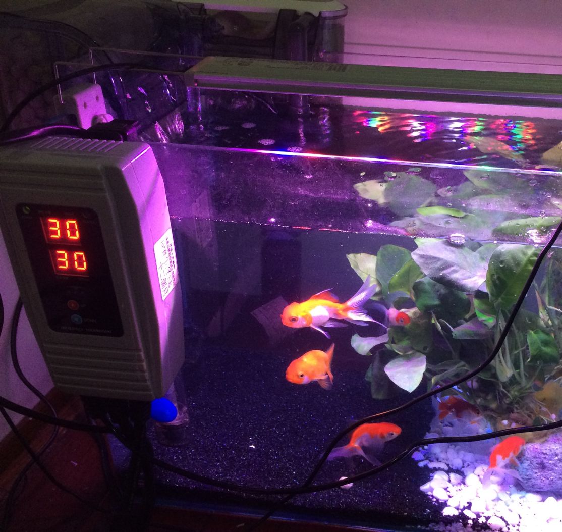 討論 大家來分享自己的魚缸吧 幸福寵物交流區哈啦板 巴哈姆特