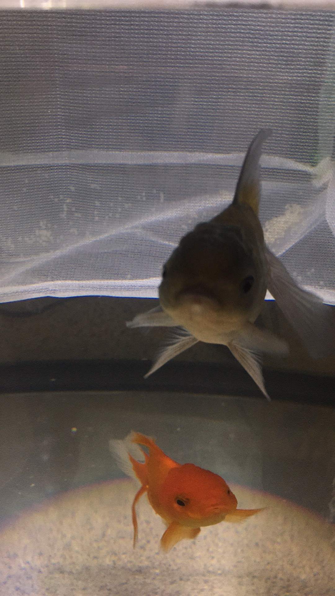 問題 請問我金魚卵受精了嗎 幸福寵物交流區哈啦板 巴哈姆特