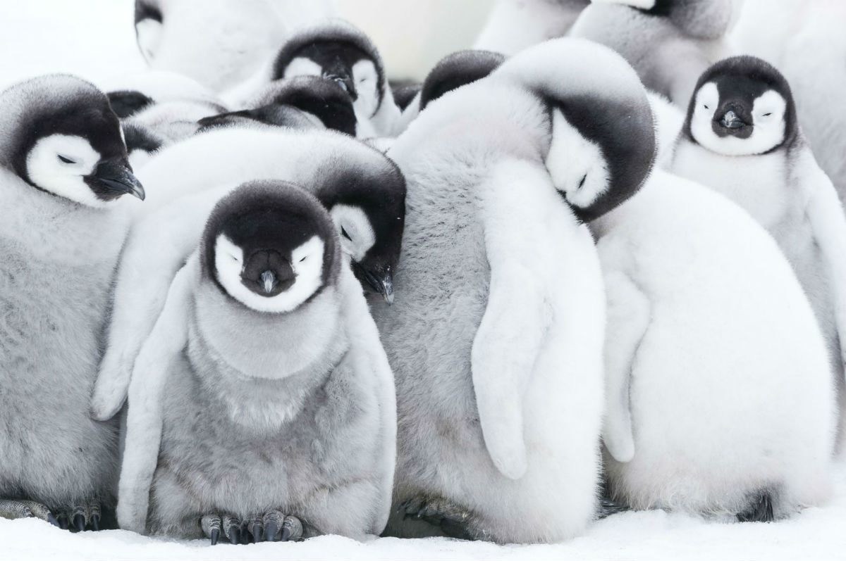 心得】<企寶>13年，小企鵝長大了~----<企鵝寶貝2：極地的招喚> @電影娛樂新視界哈啦板- 巴哈姆特