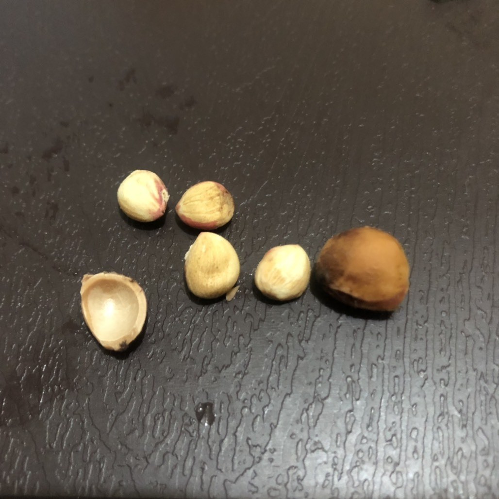 櫻桃 櫻花育苗 S7944的創作 巴哈姆特