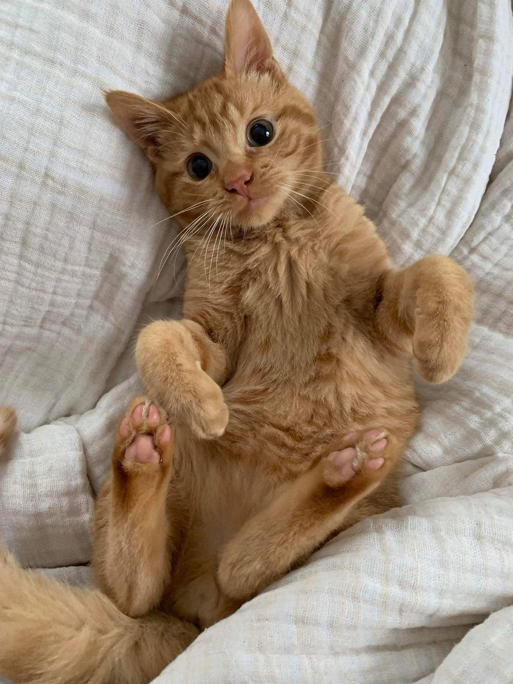 Skyrim Mod教學 貓咪大戰爭破解版