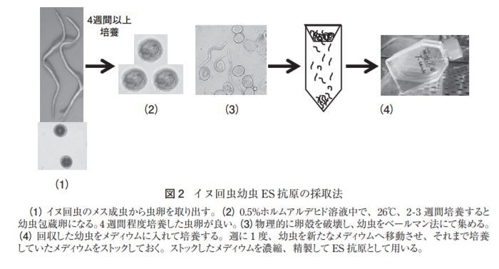 トキソカラ症の実態 イヌ回虫 犬蛔蟲 Toxocara Canis 猫回虫 貓蛔蟲 Toxocara Cati Emeke6608的創作 巴哈姆特