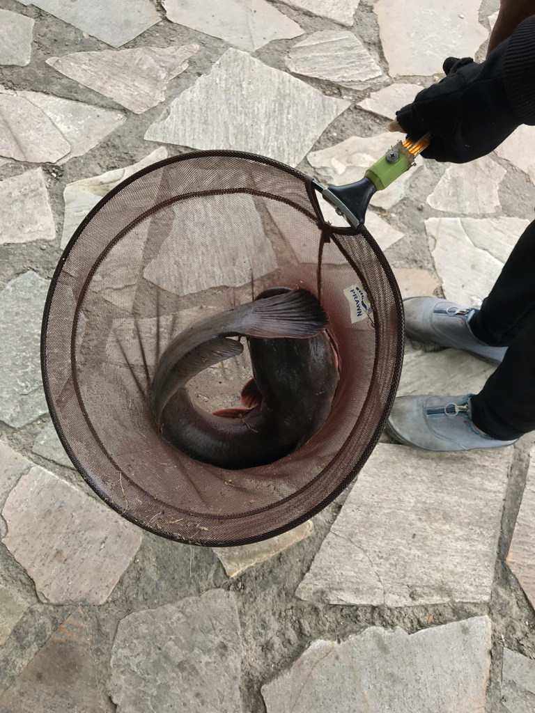 問題】台灣有隨意棄養的大型外來種生物嗎～？ @講談說論哈啦板- 巴哈姆特