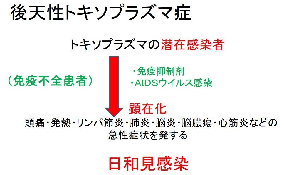 先天性トキソプラズマ症 トキソプラズマ 弓形蟲感染症 Emeke6608的創作 巴哈姆特