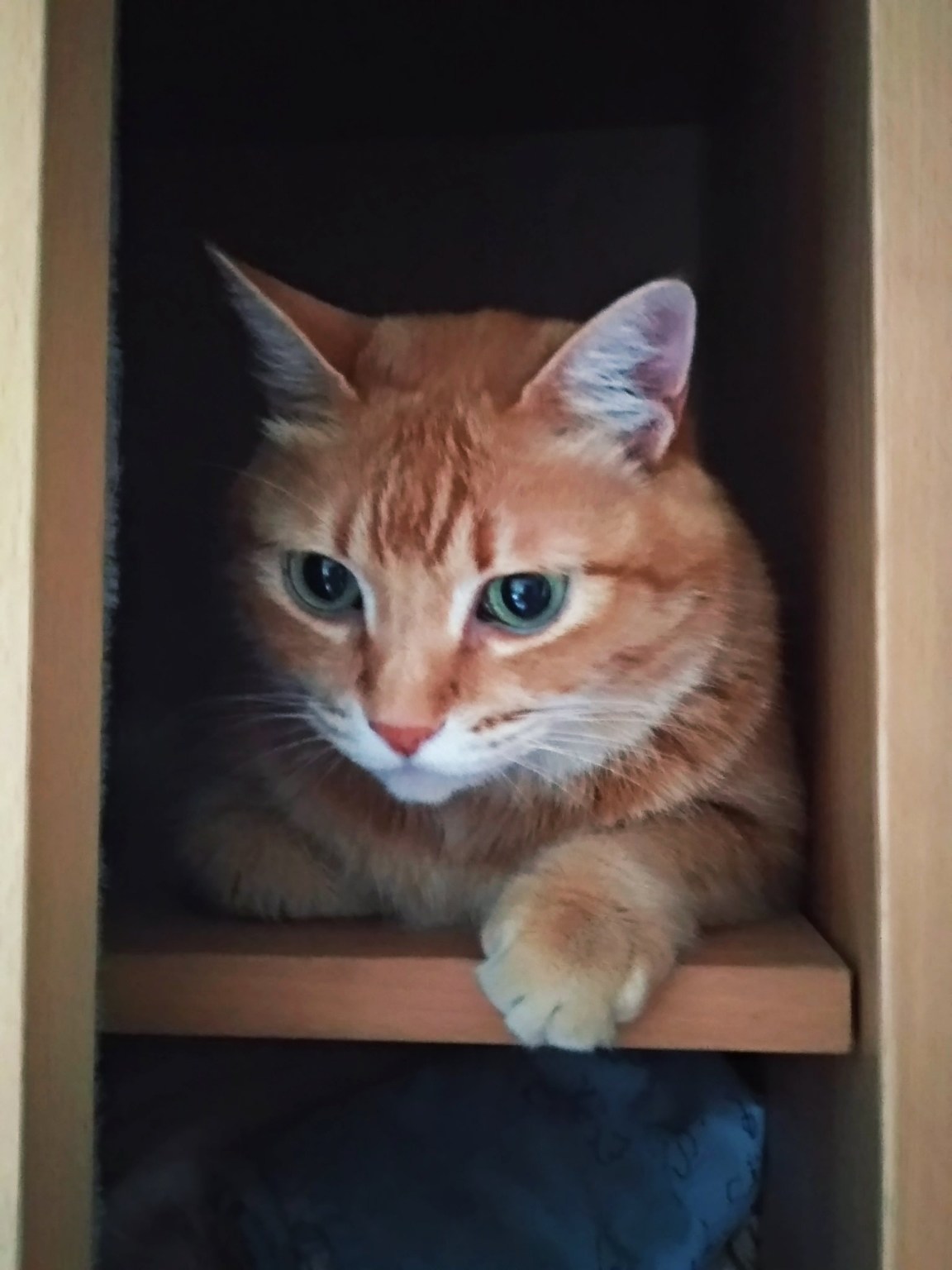 問題】有人使用過這種網路橋接器嗎?! @電腦應用綜合討論哈啦板- 巴哈姆特