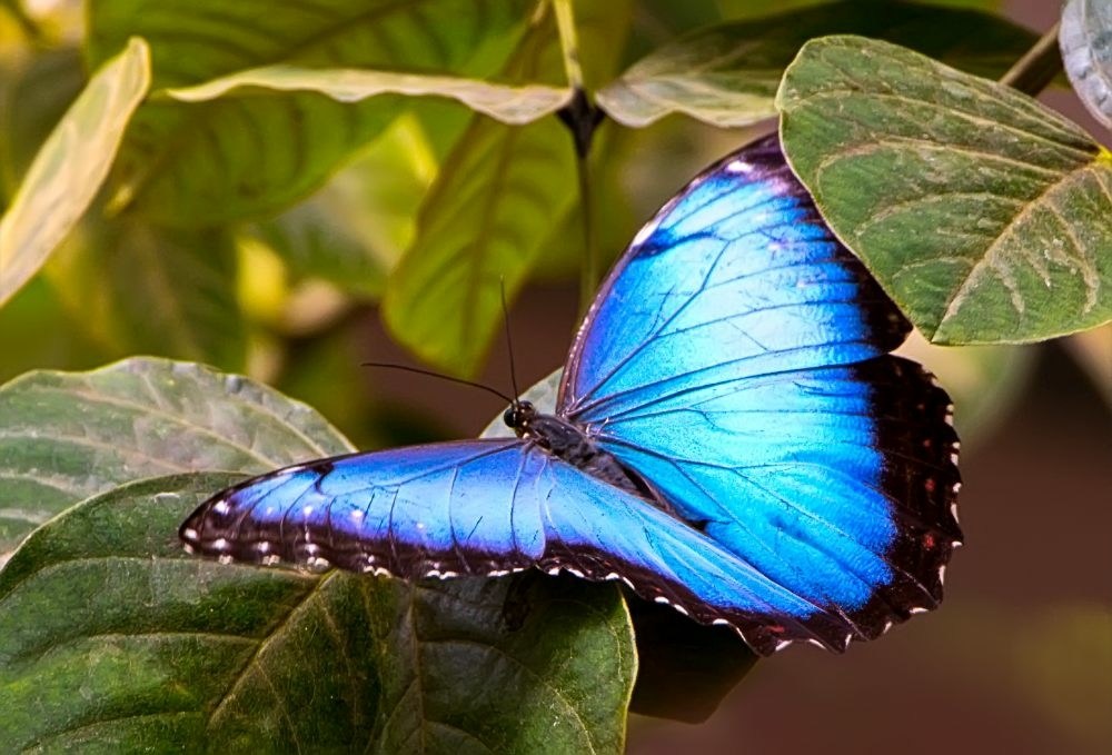 Друзья морфа. Morpho helenor бабочка. Бабочка Морфо Пелеида. Нимфалиды Морфо. Бабочка Морфо Дидиус.