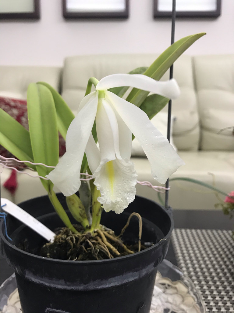 閒聊】蘭花開了跟大家分享@酸甜苦辣留言板哈啦板- 巴哈姆特