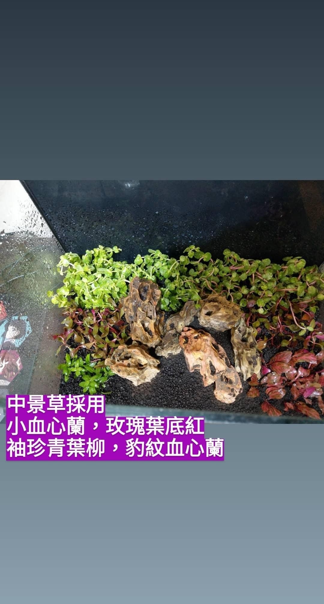 通往水草之路 4 6小更 Easonandy321的創作 巴哈姆特