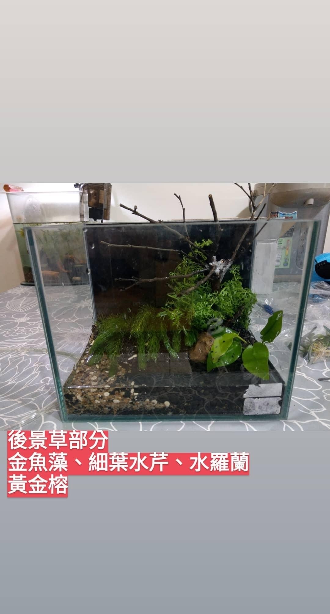 通往水草之路 4 6小更 Easonandy321的創作 巴哈姆特