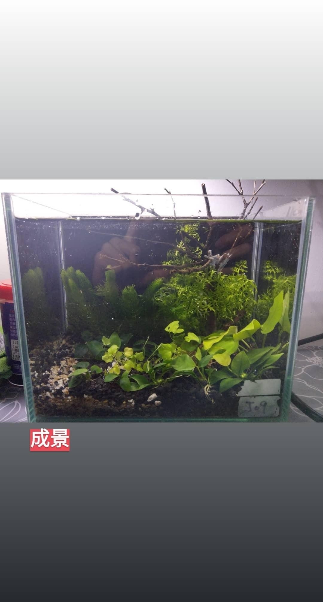 通往水草之路 4 6小更 Easonandy321的創作 巴哈姆特