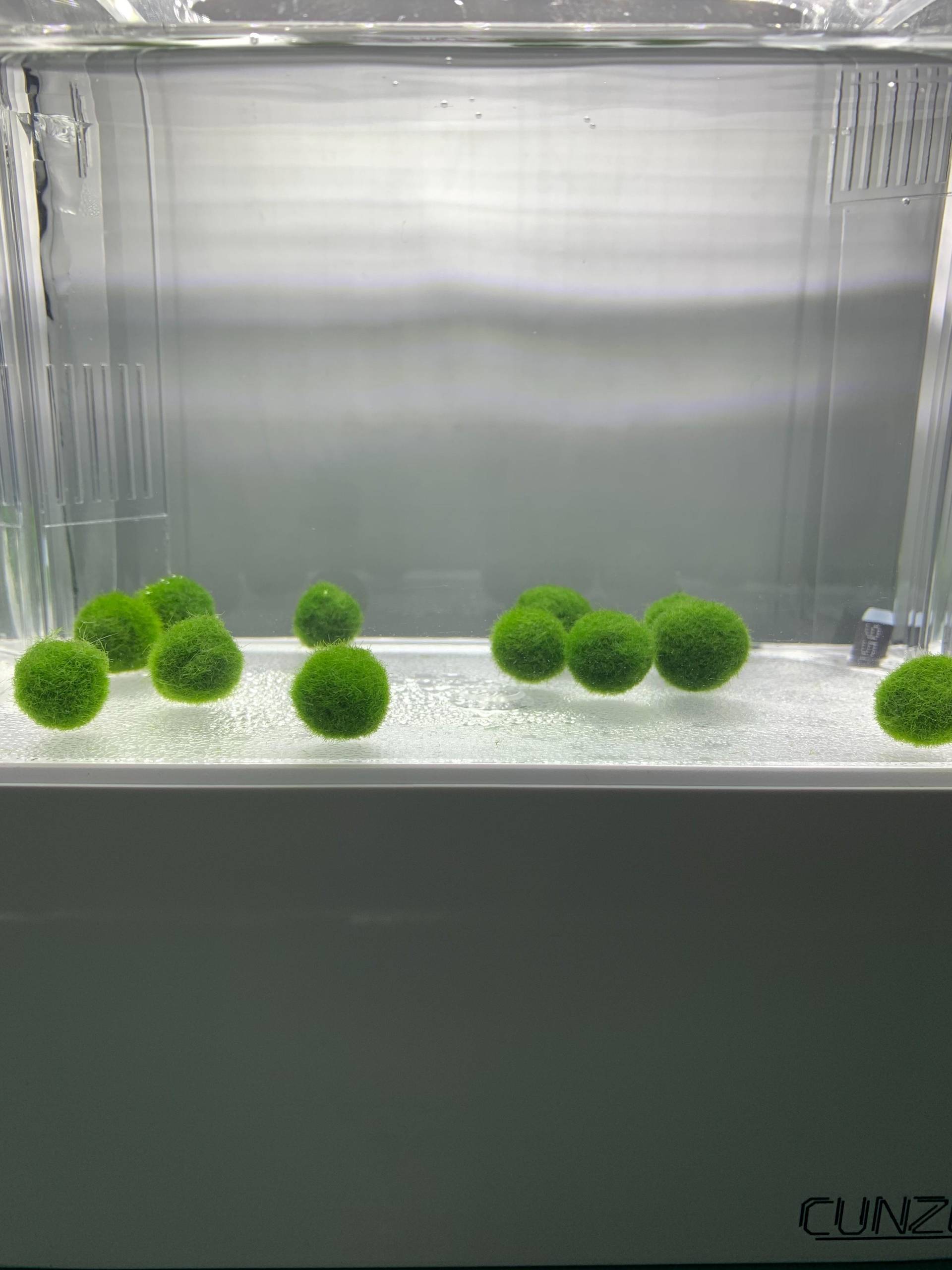 綠藻球生活 12 Zzc12的創作 巴哈姆特