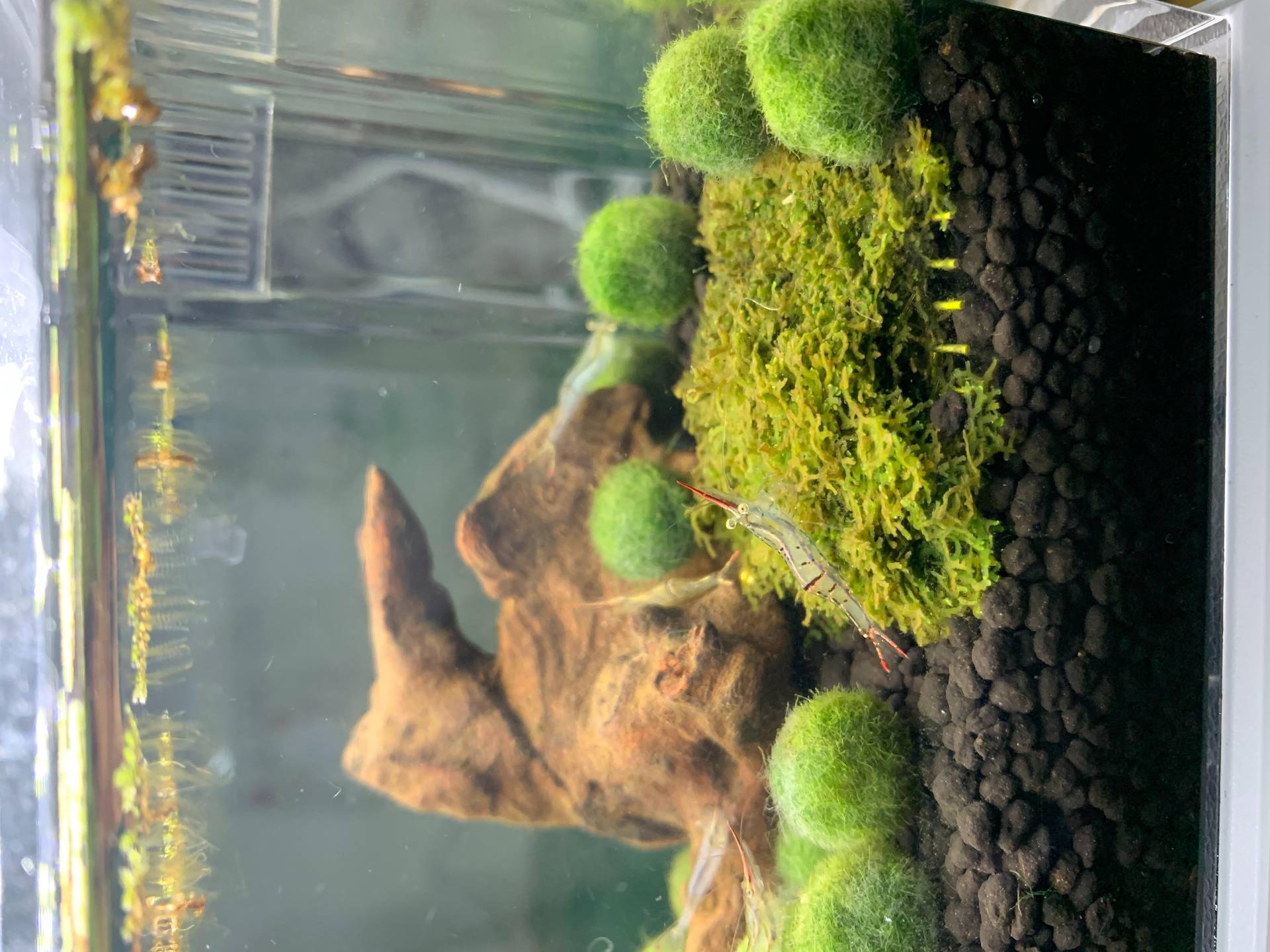 綠藻球生活 29 Zzc12的創作 巴哈姆特