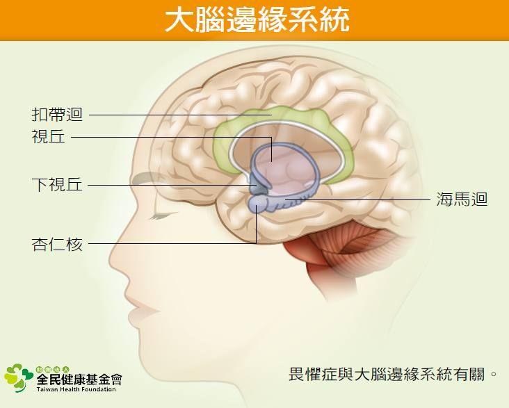 淺談情緒與大腦決策 2 Y643873的創作 巴哈姆特