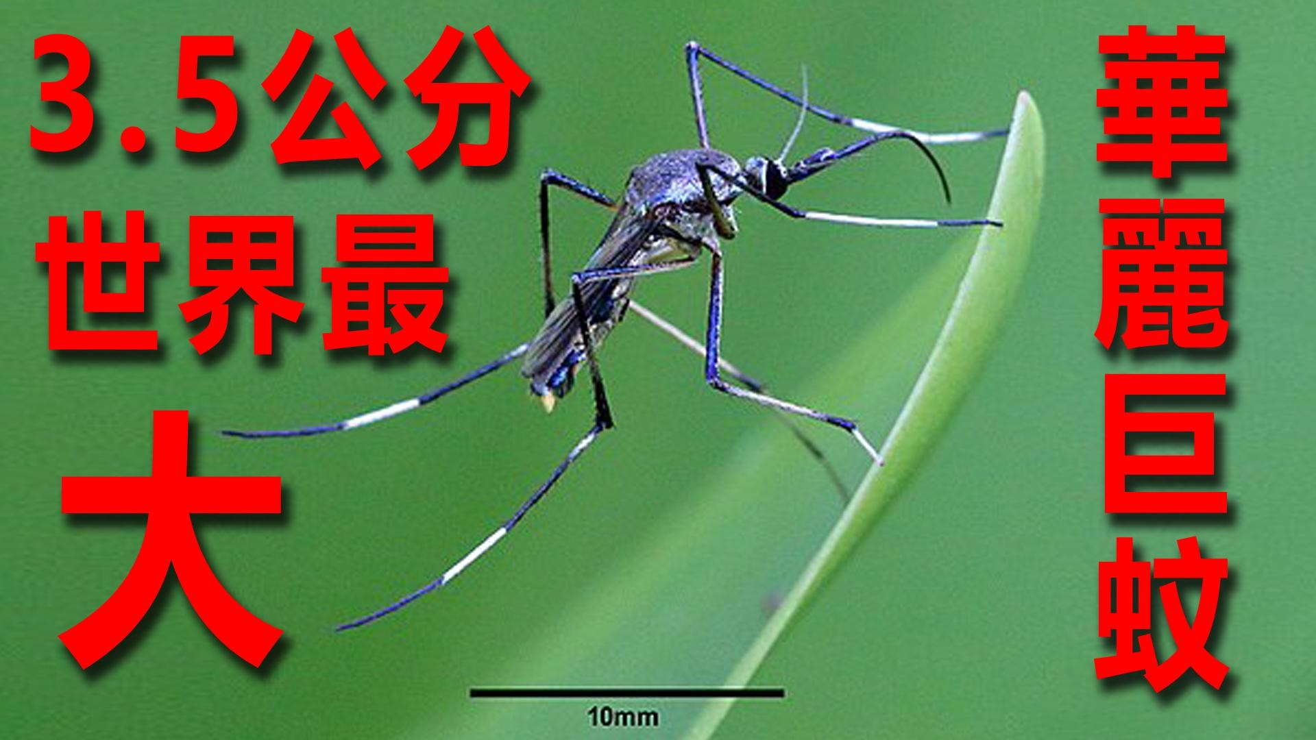 巨大な蚊、ギネス認定 四川で発見 写真4枚 国際ニュース：AFPBB News