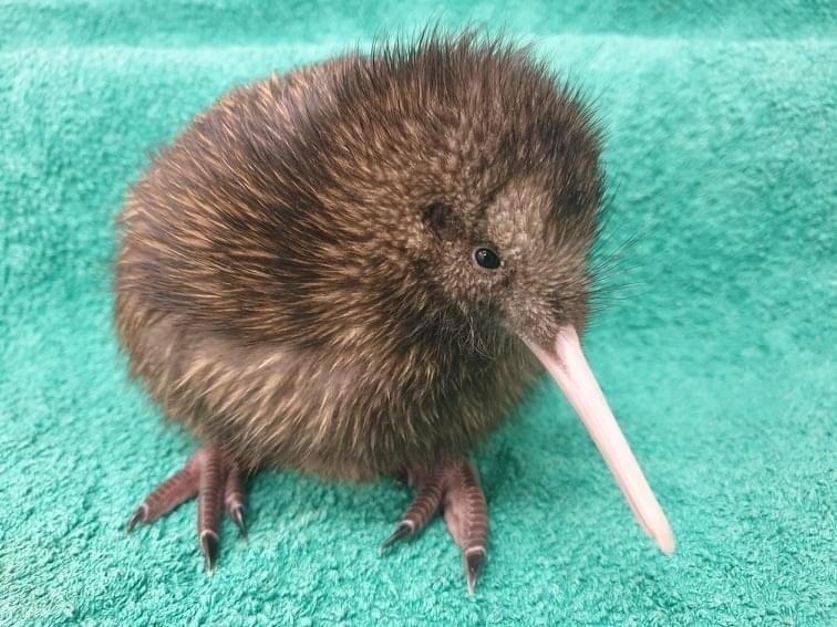 kiwi. 