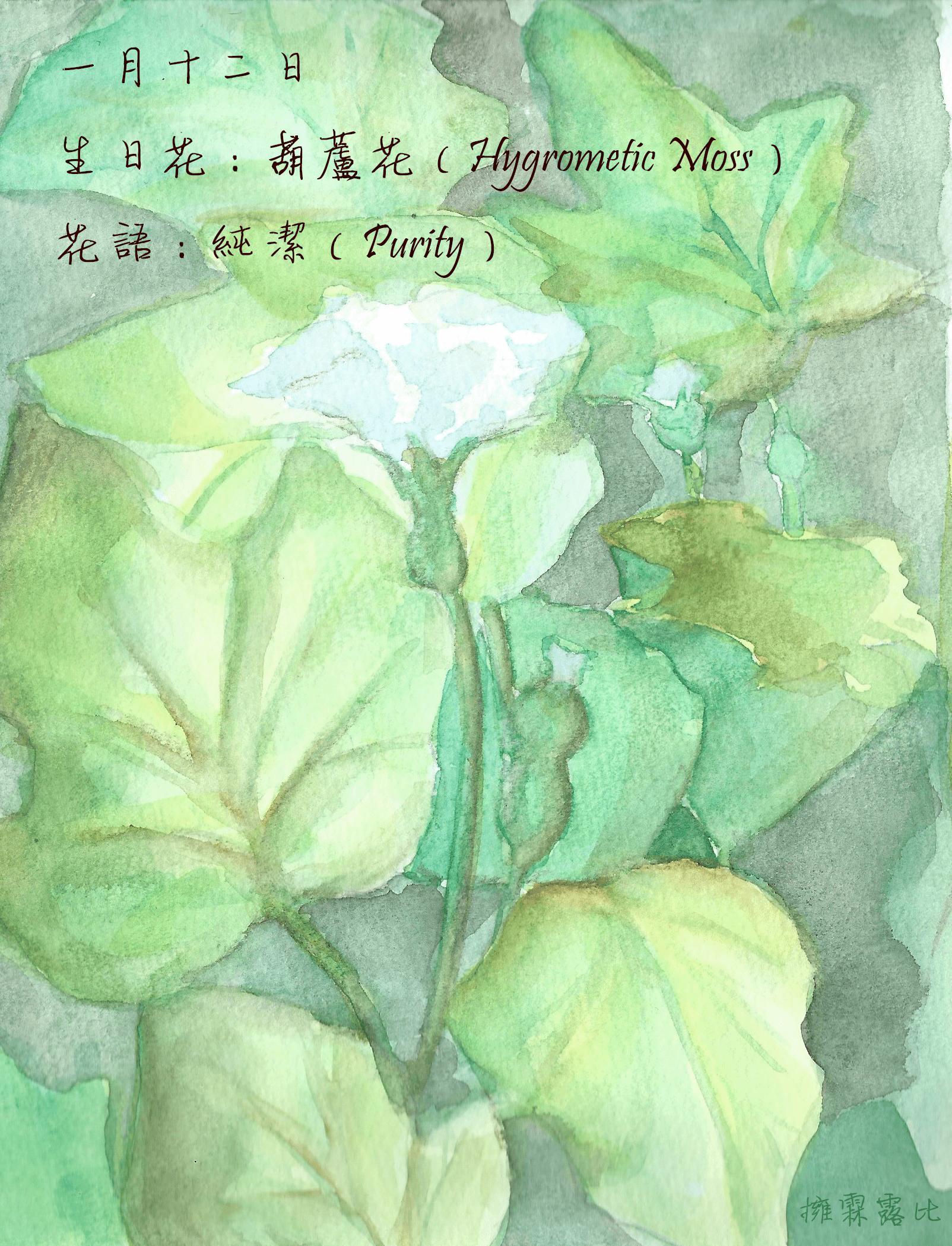 生日花 致1月12日的你 Justarabbit的創作 巴哈姆特