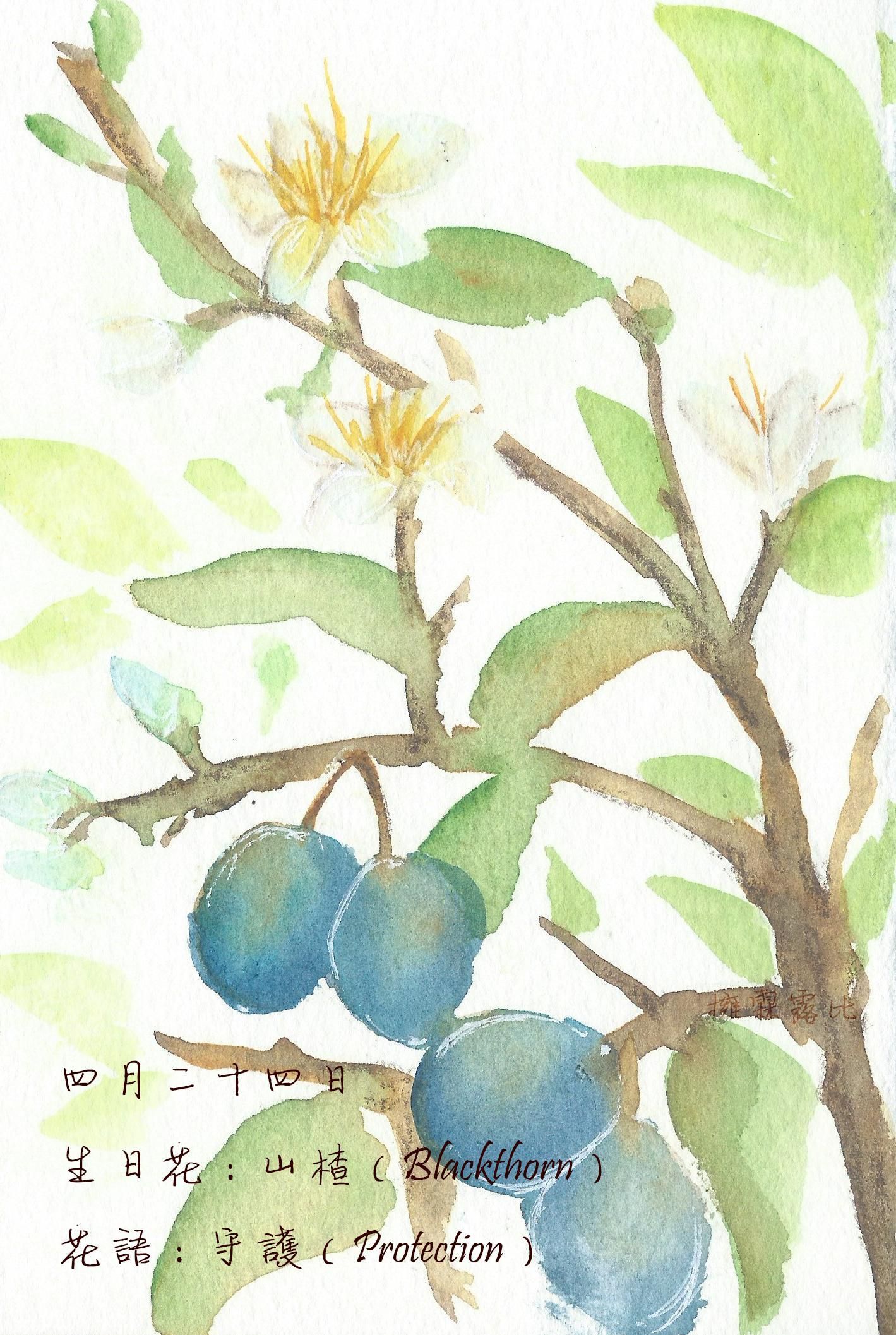 生日花 致4月24日的你 Justarabbit的創作 巴哈姆特