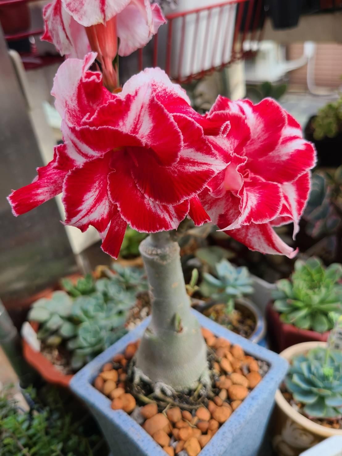 養肉沒養花 觀察賞花日記 沙漠玫瑰及其他的多肉植物 五月了各位阿肉加油 Lswsail3128的創作 巴哈姆特