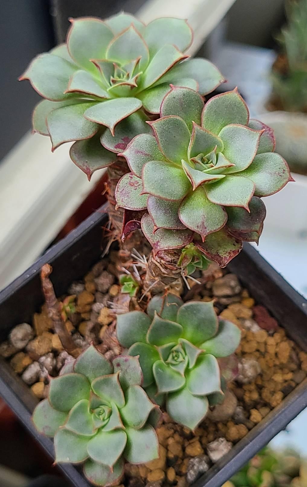 養肉沒養花 觀察賞花日記 沙漠玫瑰及其他的多肉植物 五月了各位阿肉加油 Lswsail3128的創作 巴哈姆特