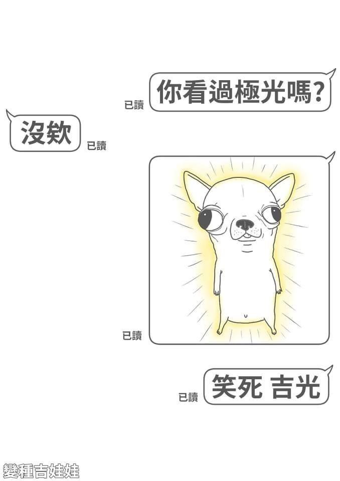 【問題】【迷因調查局】瘋狗吉娃娃,有多瘋?超越柴犬的迷因狗!氣吉敗壞 ! 一觸吉發! @歡樂惡搞 KUSO 哈啦板 - 巴哈姆特