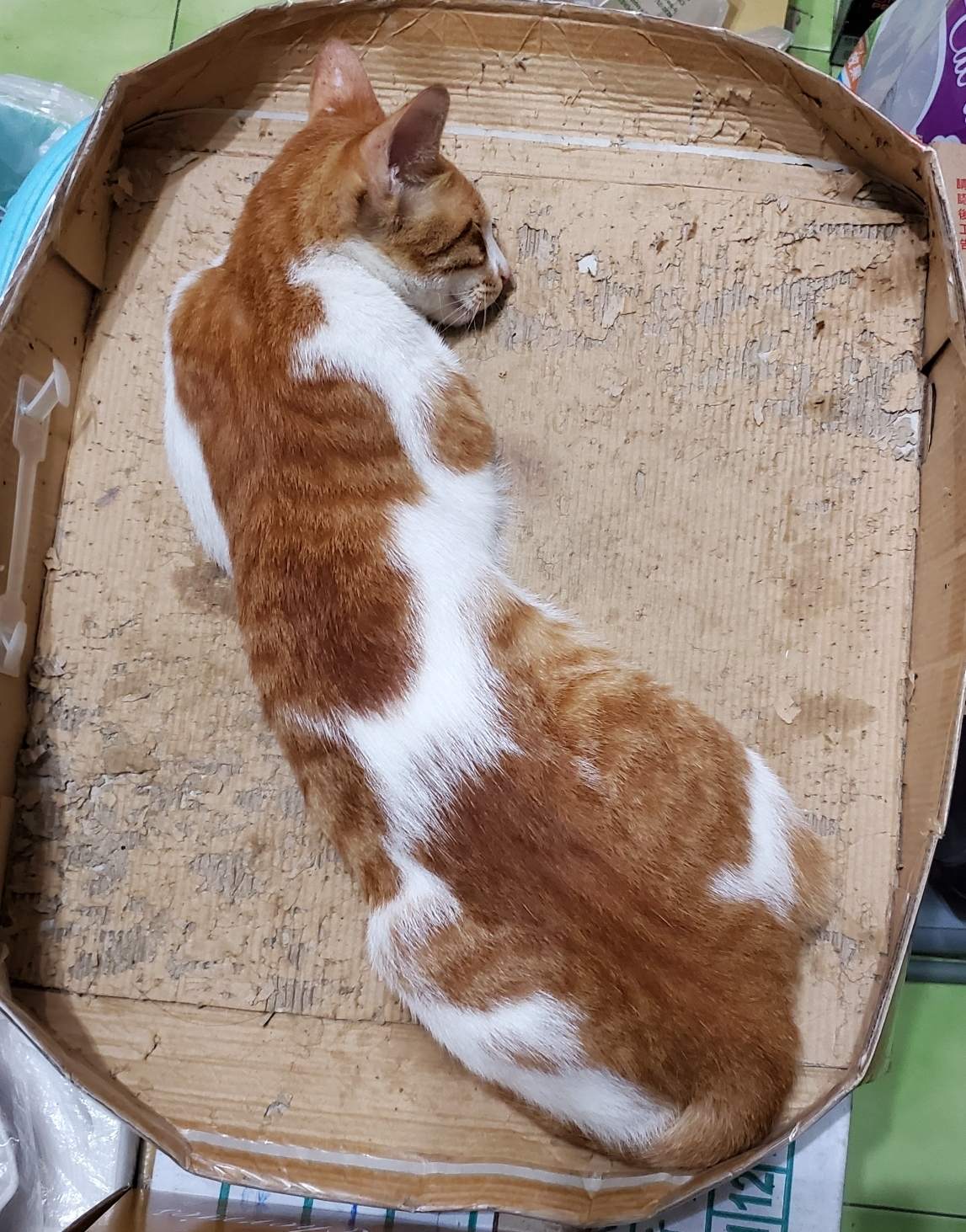 寵貓日常_瘦～橘子- 巴哈姆特