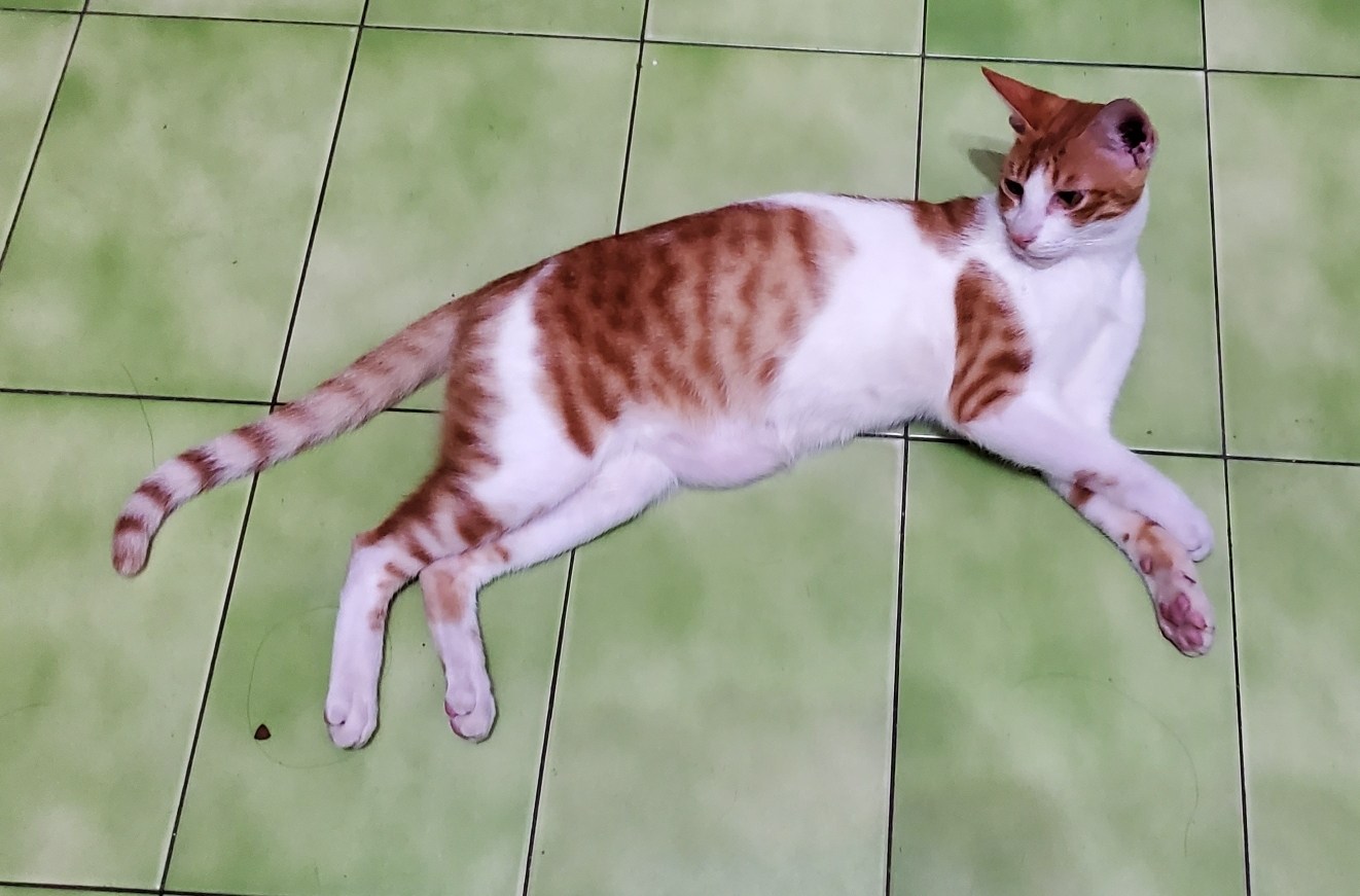 寵貓日常_瘦～橘子- 巴哈姆特