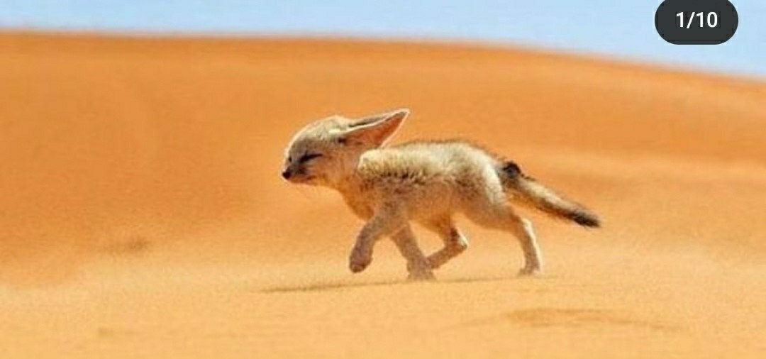 情報 沙漠小狐 場外休憩區哈啦板 巴哈姆特