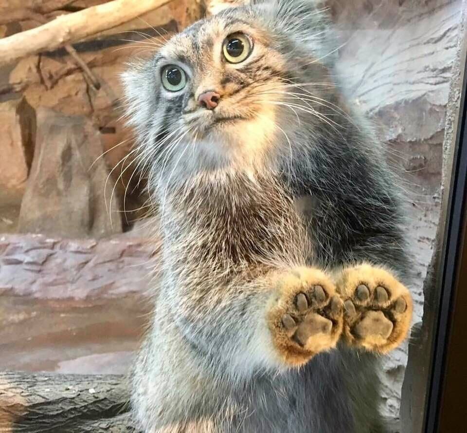 這是兔猻 @場外休憩區 哈啦板 - 巴哈姆特