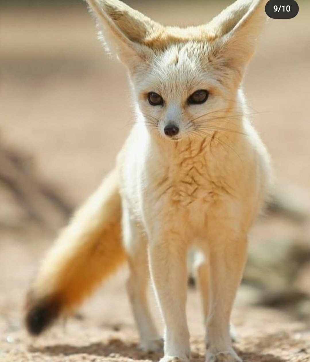 情報 沙漠小狐 場外休憩區哈啦板 巴哈姆特