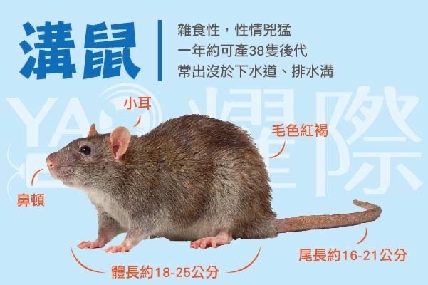 【問題】為什麼沒人覺得老鼠可愛（品種鼠除外） @場外休憩區 哈啦板 - 巴哈姆特