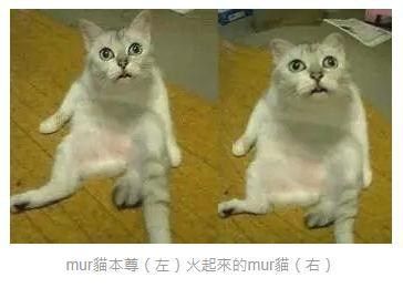 [轉載]奇怪的知識增加了:mur貓(圖) - lcoffee的創作 - 巴哈姆特