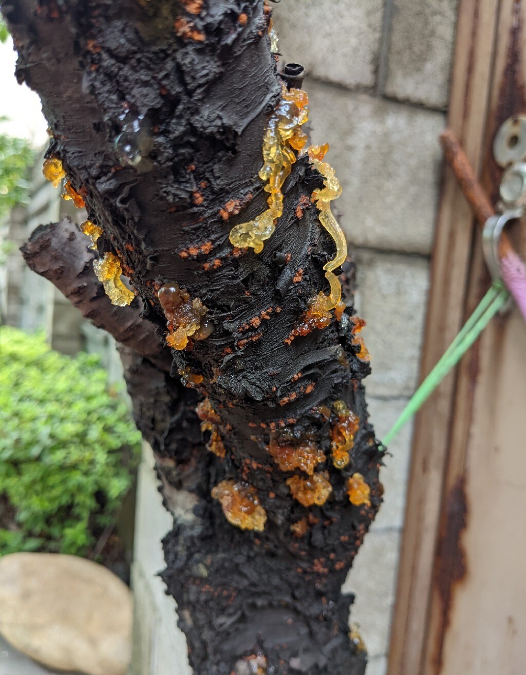 【問題】櫻花樹幹上長出這些東西是生病了嗎？ @場外休憩區 哈啦板 - 巴哈姆特